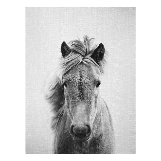 Obrazy na szkle zwierzęta Horse Pauline Black And White