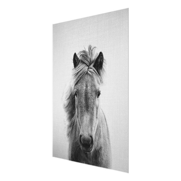 Obrazy nowoczesne Horse Pauline Black And White