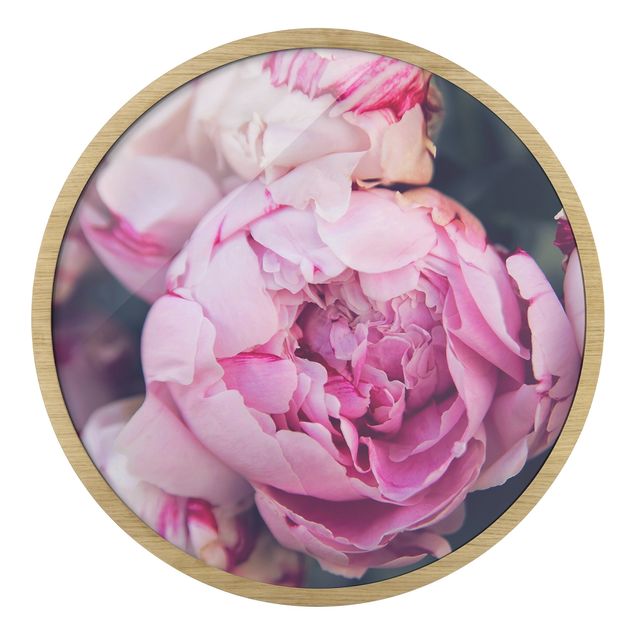 Obraz różowy Peony Blossom Shabby