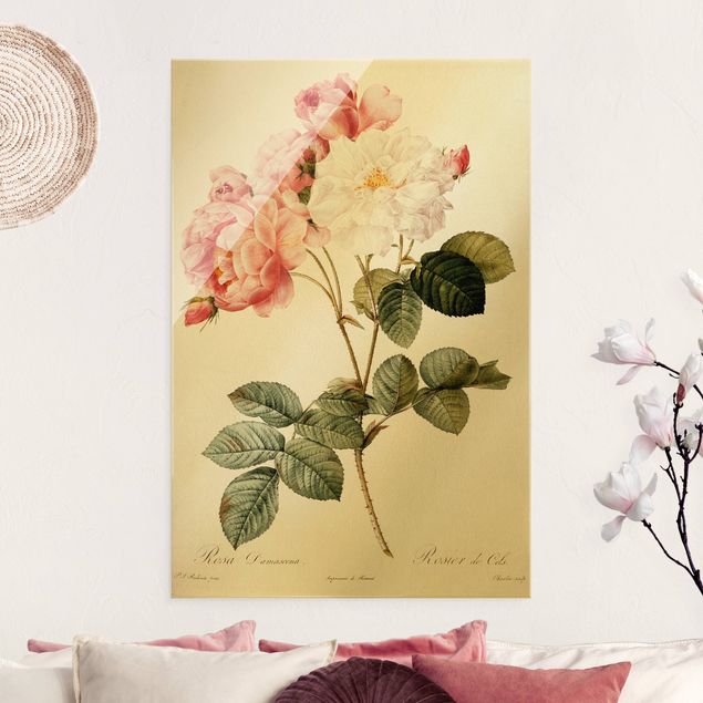 Obrazy na szkle róże Pierre Joseph Redouté - Róża damasceńska