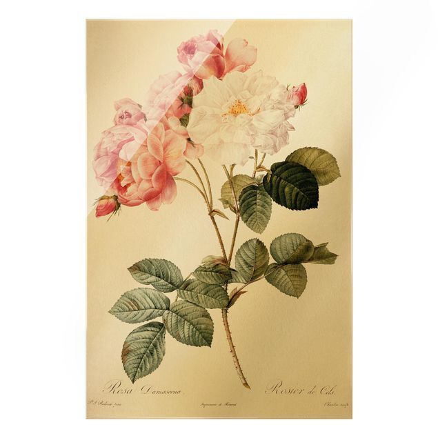 Obrazy do salonu Pierre Joseph Redouté - Róża damasceńska