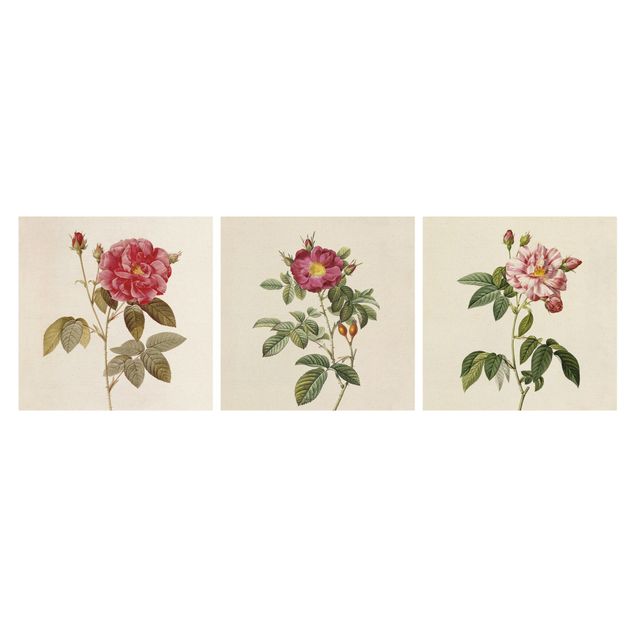 Obrazy motywy kwiatowe Pierre Joseph Redouté - Róże