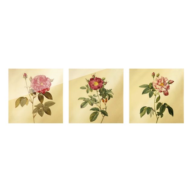Obraz na szkle 3-częściowy - Pierre Joseph Redouté - Róże