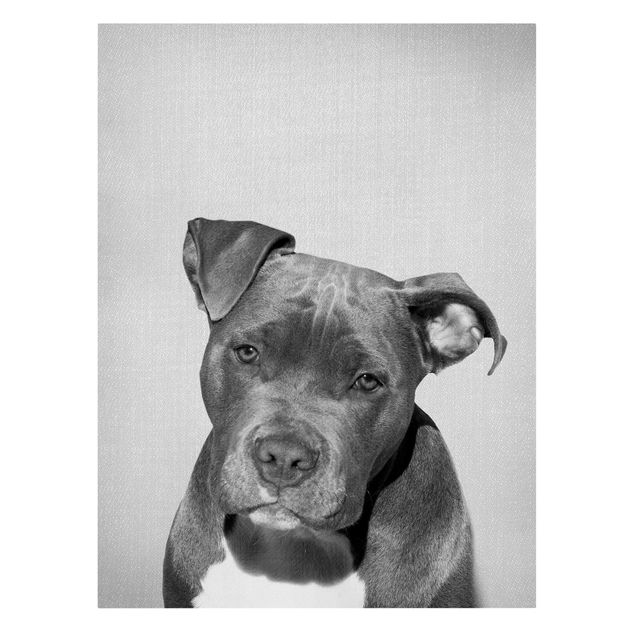 Obrazy pies Pit Bull Pelle Black And White