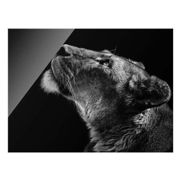 Obrazy na szkle zwierzęta Portret lwicy