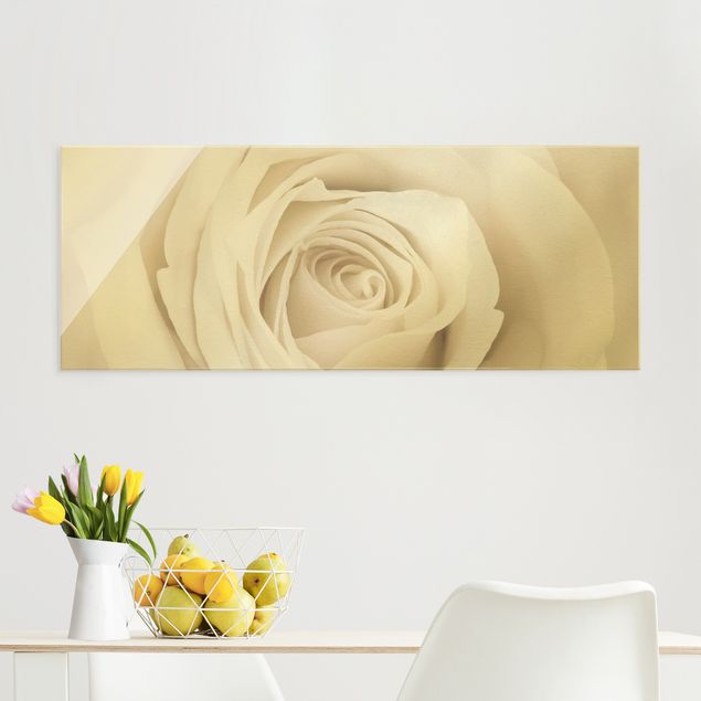 Obrazy na szkle róże Piękna biała róża