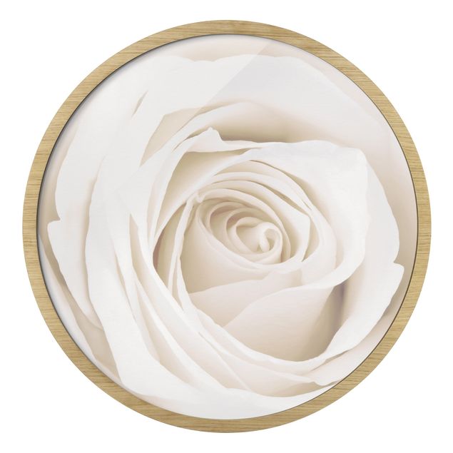 Obrazy na ścianę Pretty White Rose