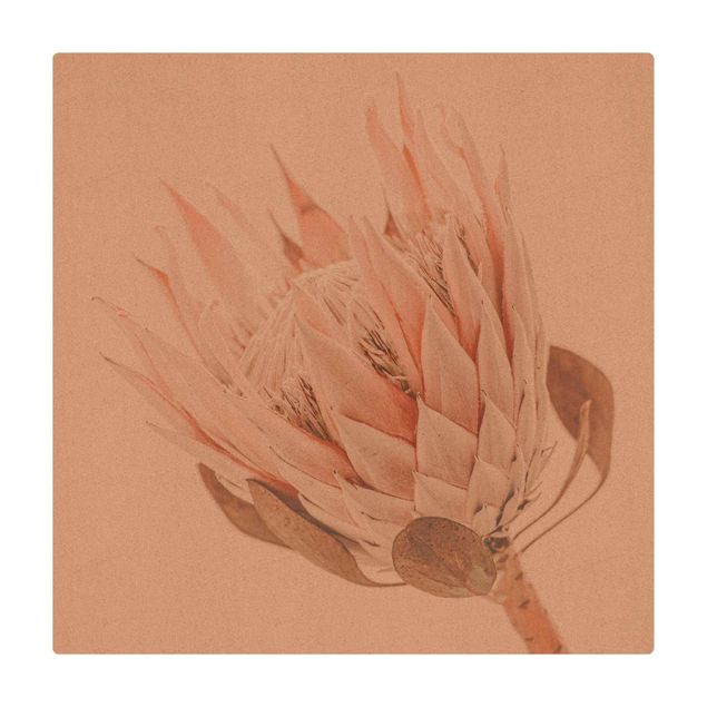 Mata korkowa - Protea Królowa kwiatów