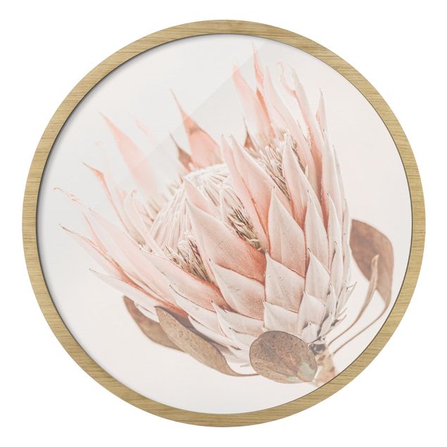 Obrazy motywy kwiatowe Protea Queen Of Flowers
