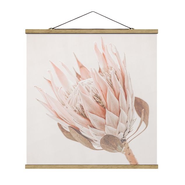 Różowy obraz Protea Królowa kwiatów