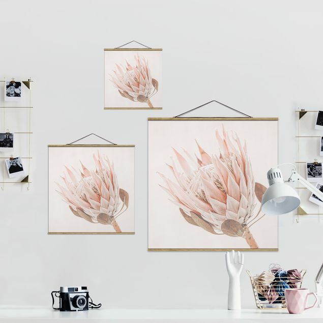 Obrazy Protea Królowa kwiatów
