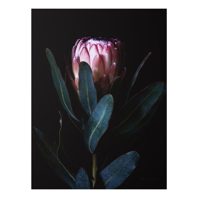 Obrazy kwiatowe Protea Portrait