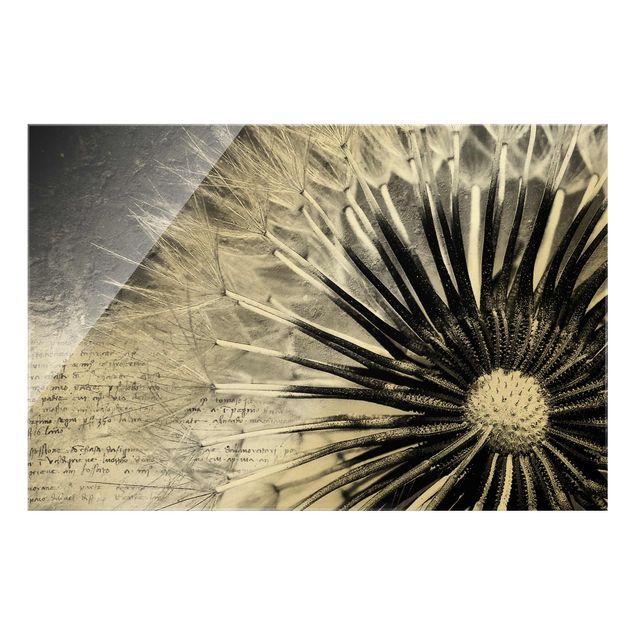 Obrazy nowoczesny Dandelion czarno-biały