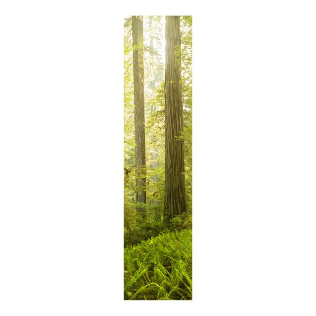 Tekstylia domowe Redwood State Park Forest widok na las