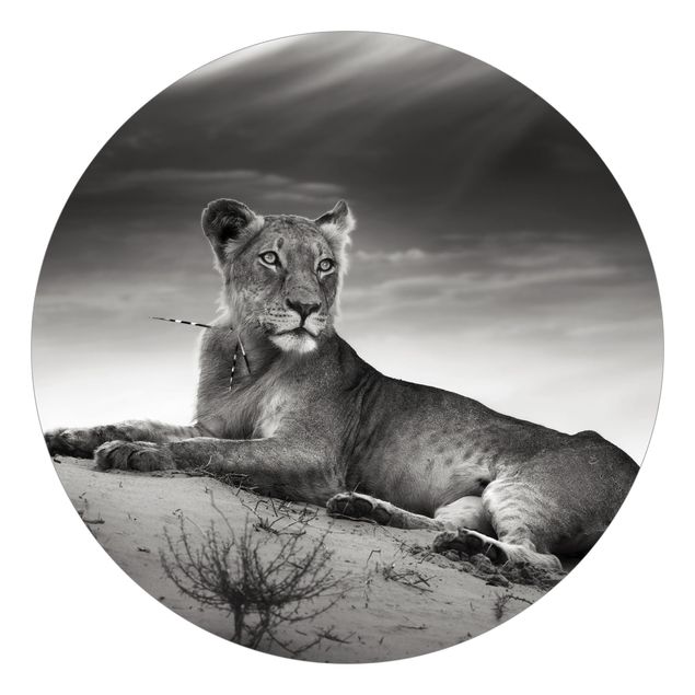 Fototapeta czarno biała Gniazdujący lew