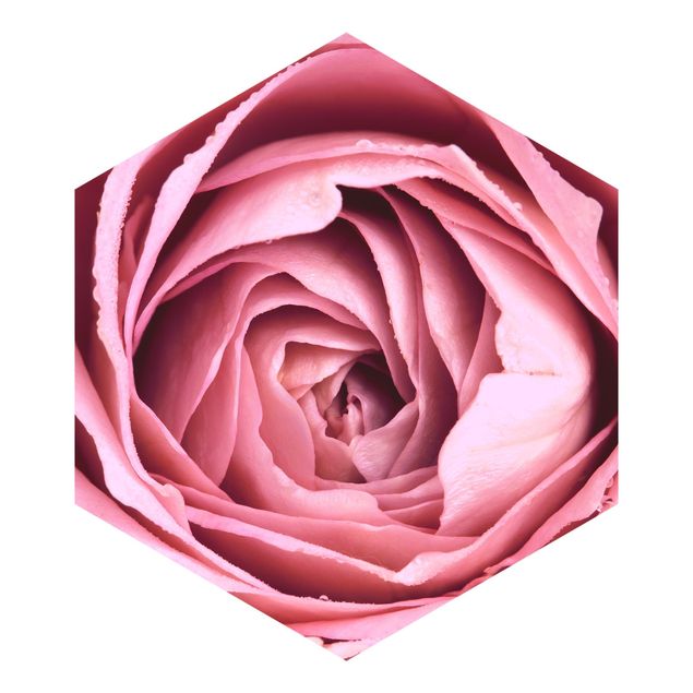Fototapeta Różowy kwiat róży