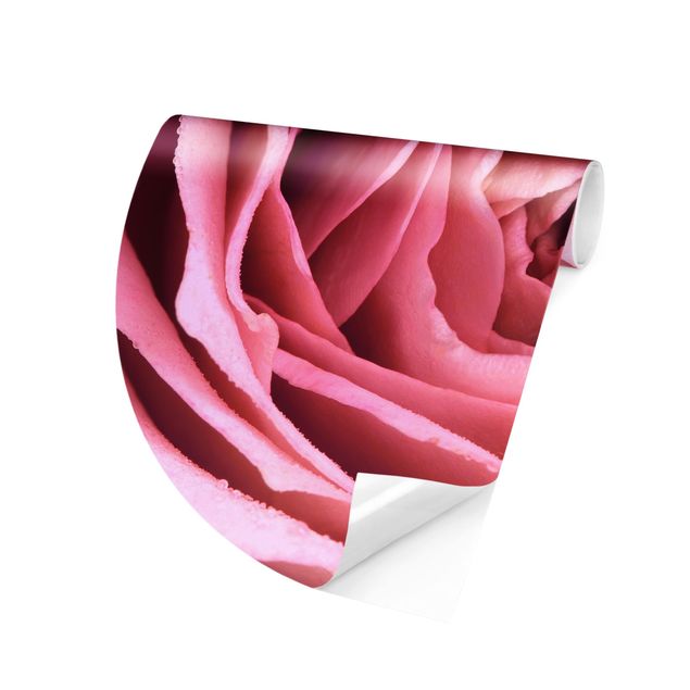 Różowa tapeta Różowy kwiat róży