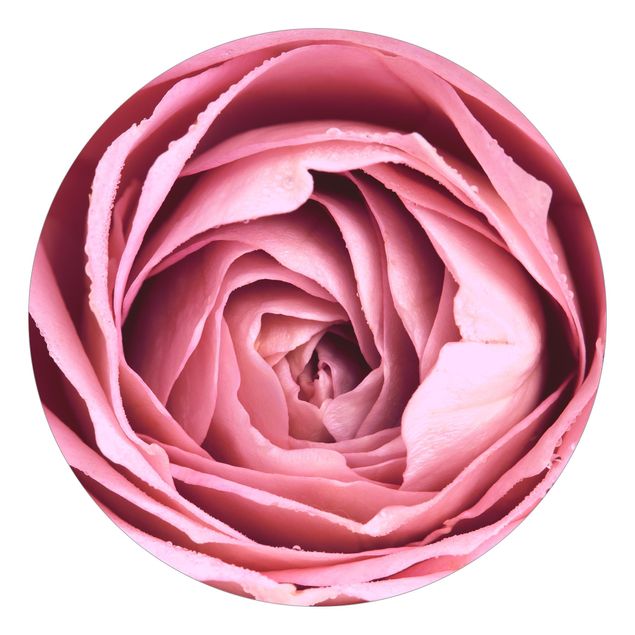 Fototapety kwiaty Różowy kwiat róży