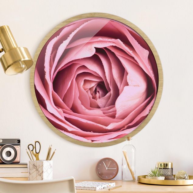 Obrazy do salonu Pink Rose Blossom