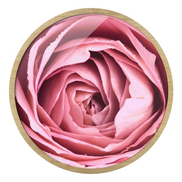 Obrazy kwiatowe Pink Rose Blossom