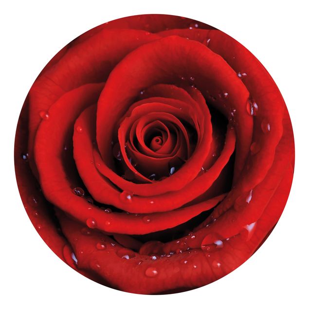 Tapety kwiaty Róża czerwona z kroplami wody