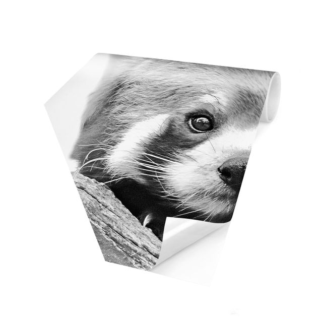 Fototapety Panda czerwona w czerni i bieli
