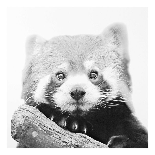 Obrazy nowoczesny Panda czerwona w czerni i bieli