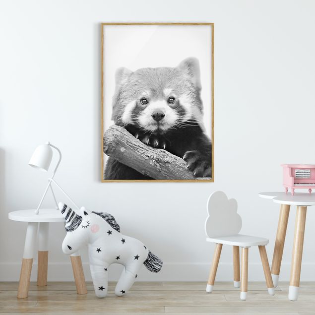 Panda obraz Panda czerwona w czerni i bieli
