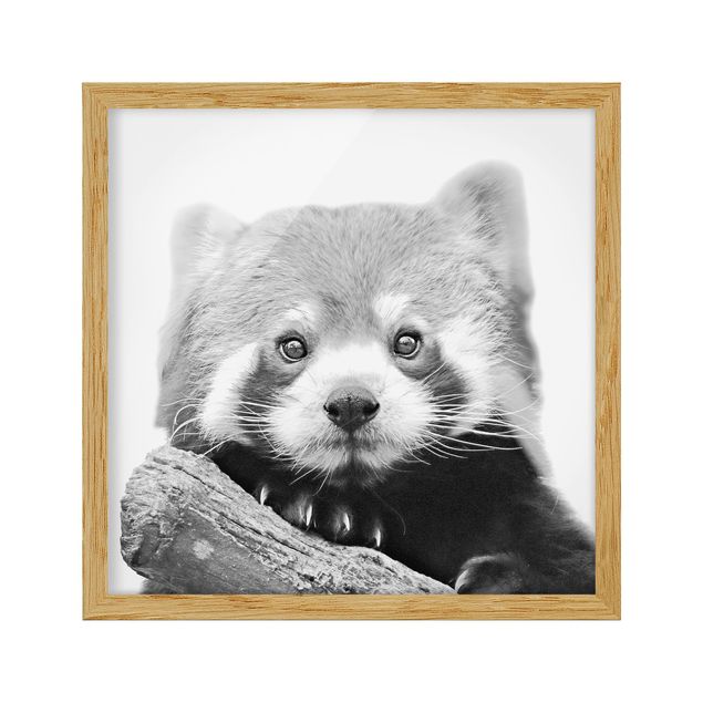 Obrazy w ramie zwierzęta Panda czerwona w czerni i bieli