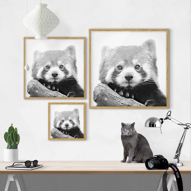 Obrazy nowoczesne Panda czerwona w czerni i bieli