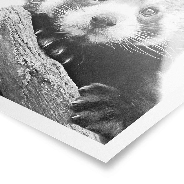 Obrazki czarno białe Panda czerwona w czerni i bieli