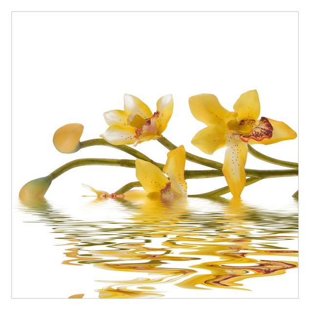 Fototapeta - Saffron Orchid Waters