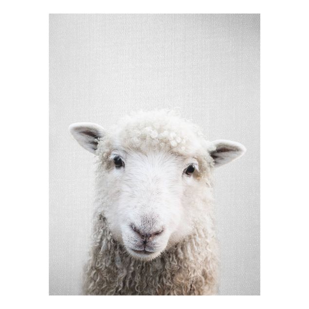 Nowoczesne obrazy Sheep Steffi