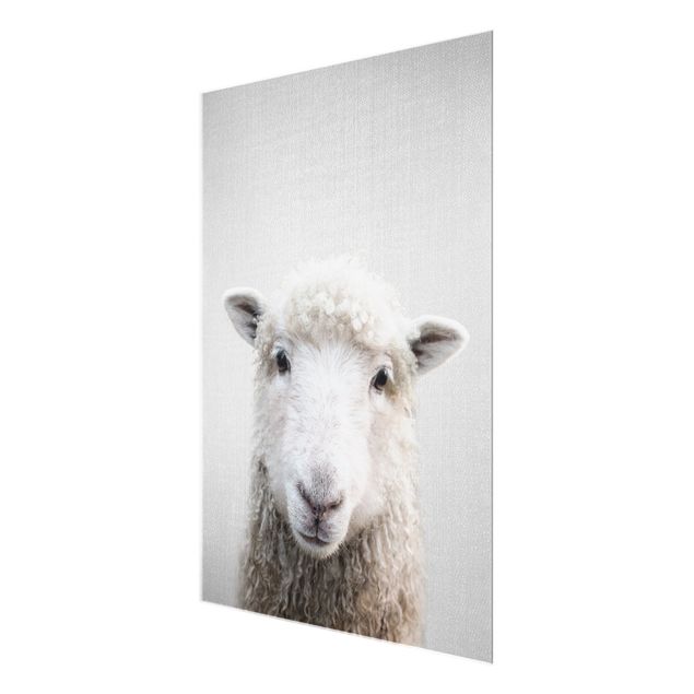Zwierzęta obrazy Sheep Steffi