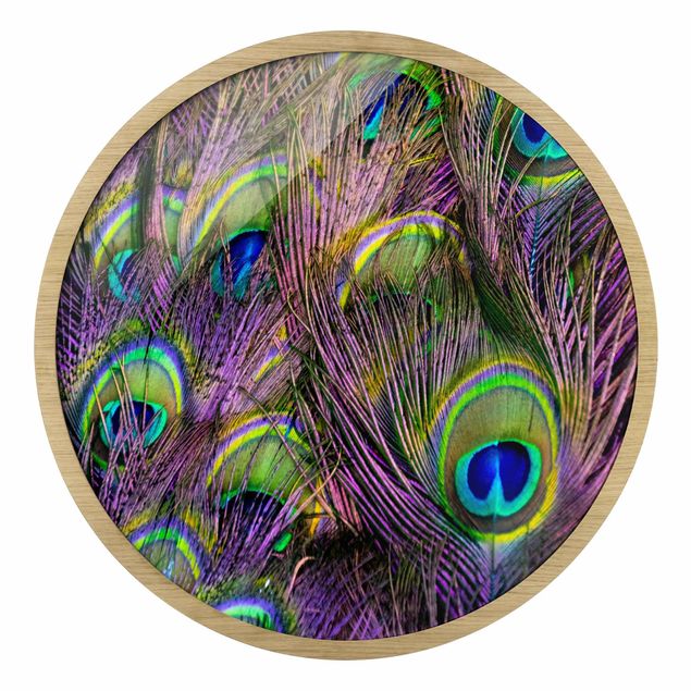 Obrazy kolorowe Iridescent Paecock Feathers