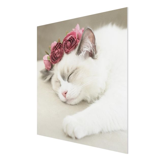 Koty obrazy Śpiący kot z różami