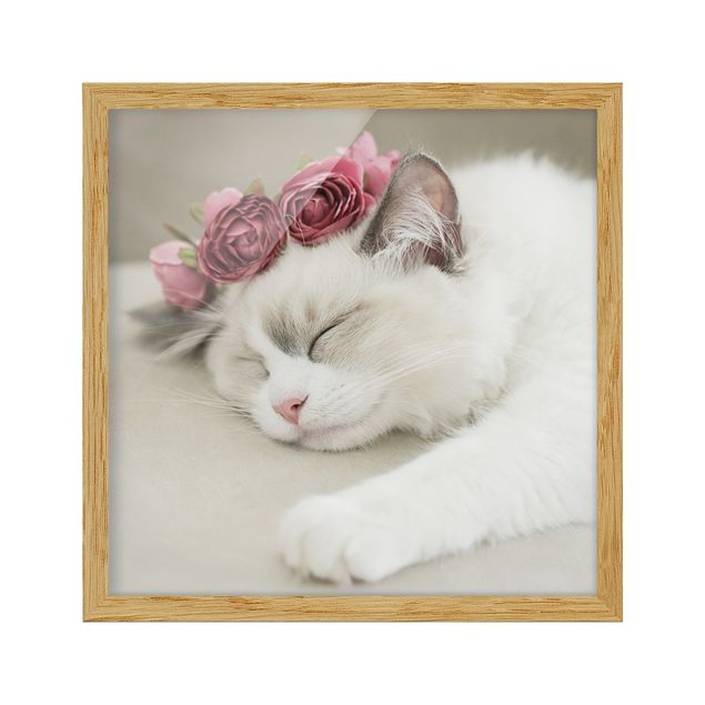 Obrazy w ramie zwierzęta Śpiący kot z różami