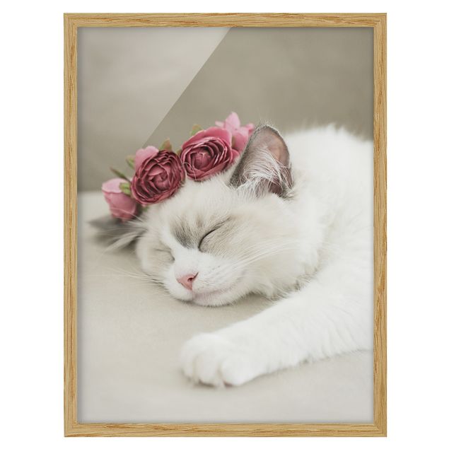 Obrazy w ramie zwierzęta Śpiący kot z różami