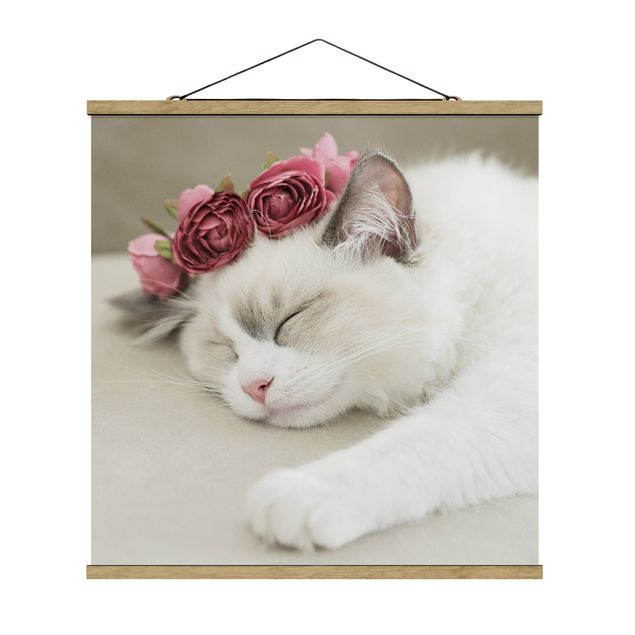 Zwierzęta obrazy Śpiący kot z różami