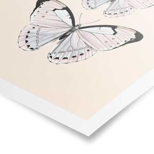 Obrazy zwierzęta Motyl na beżu