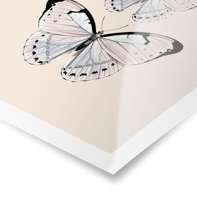 Plakaty zwierzęta Motyl na beżu