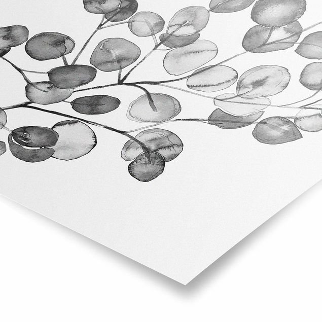 Obrazy z motywem kwiatowym czarno-biały Akwarela gałązka eukaliptusa