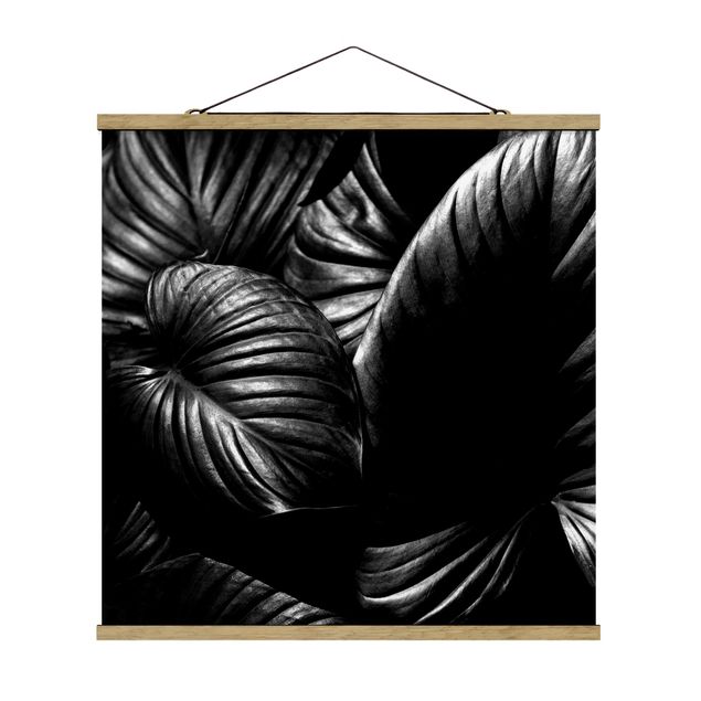 Obrazki czarno białe czarno-biały Botany Hosta