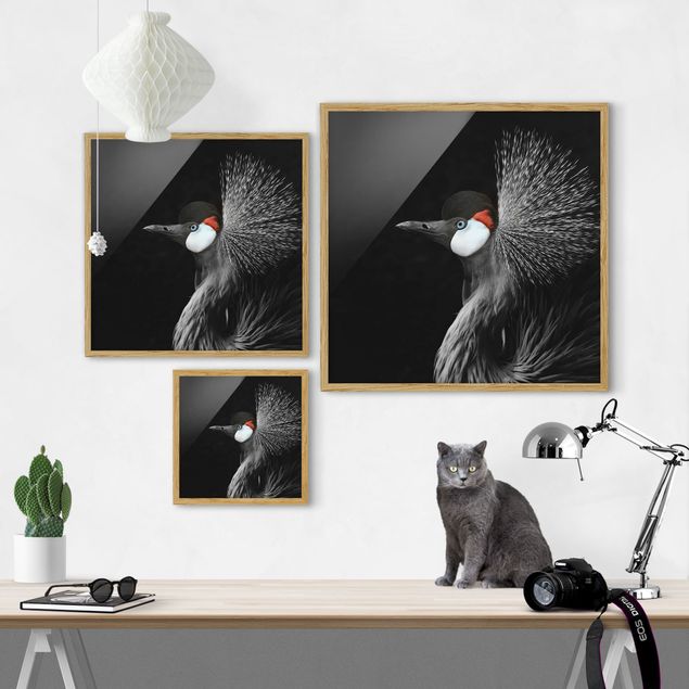Obrazy w ramie zwierzęta Żuraw czarny koroniasty