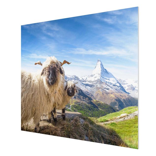 Obrazy do salonu Czarnonose owce z Zermatt