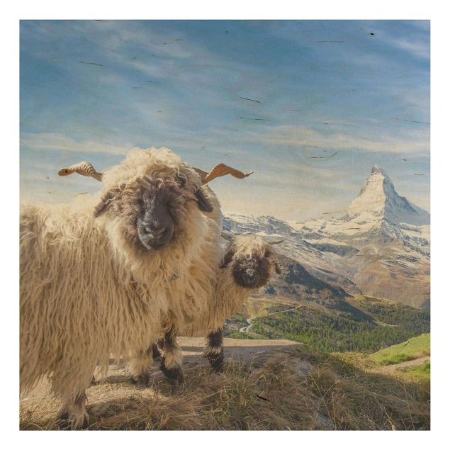 Obrazy na ścianę Czarnonose owce z Zermatt