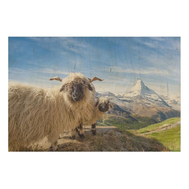 Obrazy na ścianę Czarnonose owce z Zermatt