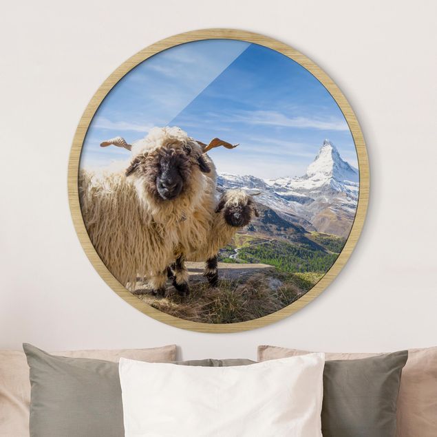 Obrazy w ramie krajobraz Blacknose Sheep Of Zermatt