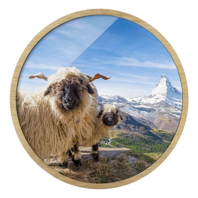 Obrazy w ramie zwierzęta Blacknose Sheep Of Zermatt