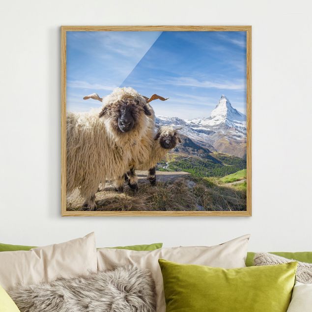 Obrazy w ramie krajobraz Czarnonose owce z Zermatt